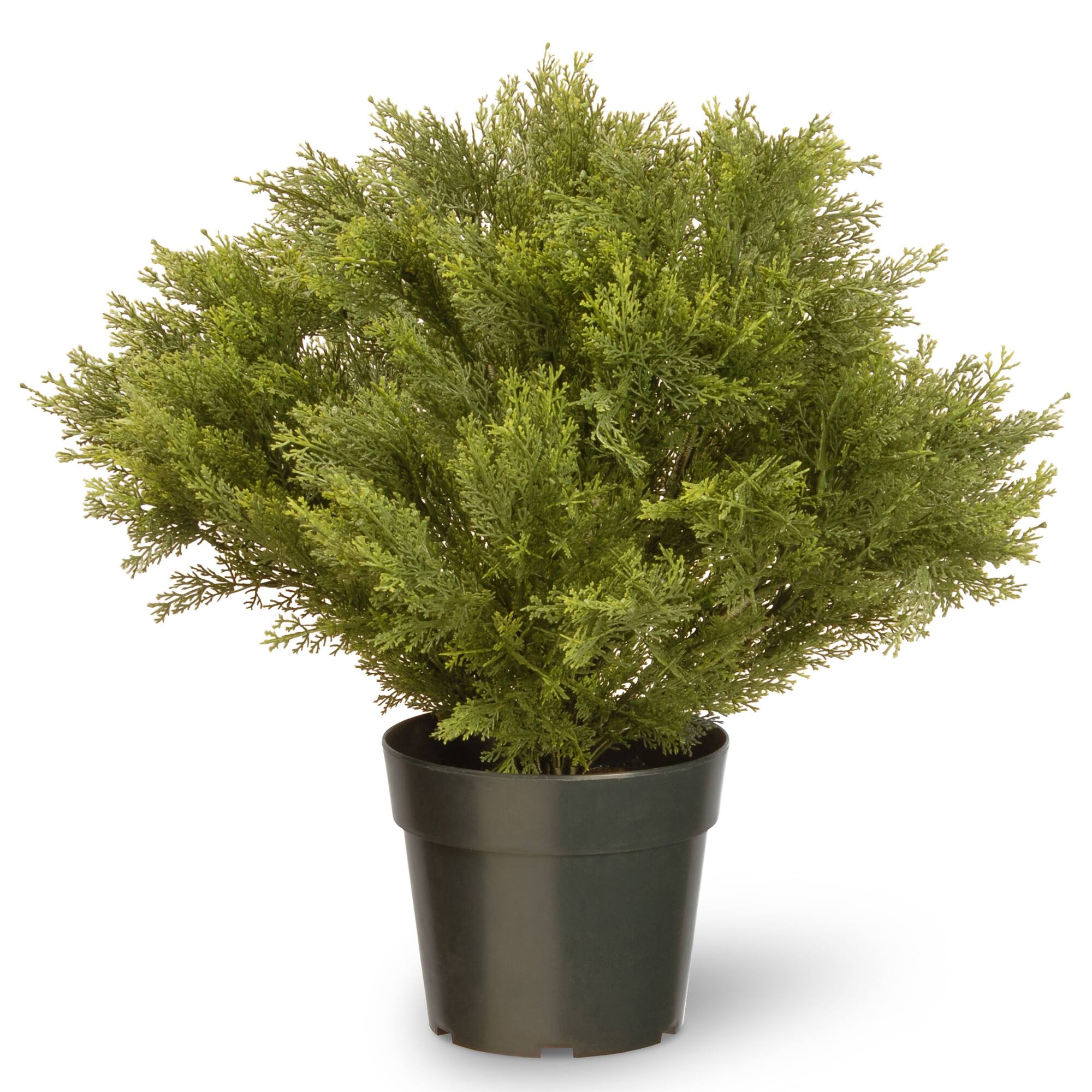 28" Globe Juniper Tree